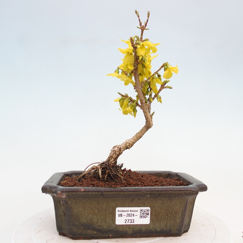 Kültéri bonsai - Zlatice - Forsythia intermedia