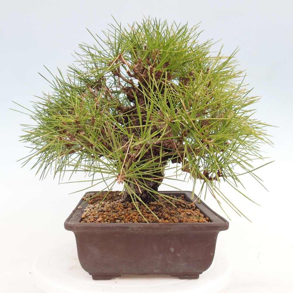Kültéri bonsai - Pinus thunbergii - Thunberg fenyő