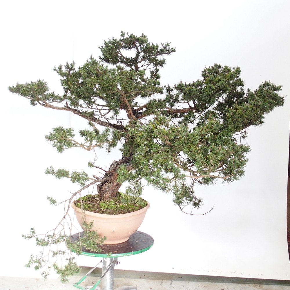 Yamadori - Pinus sylvestris Spanyolország