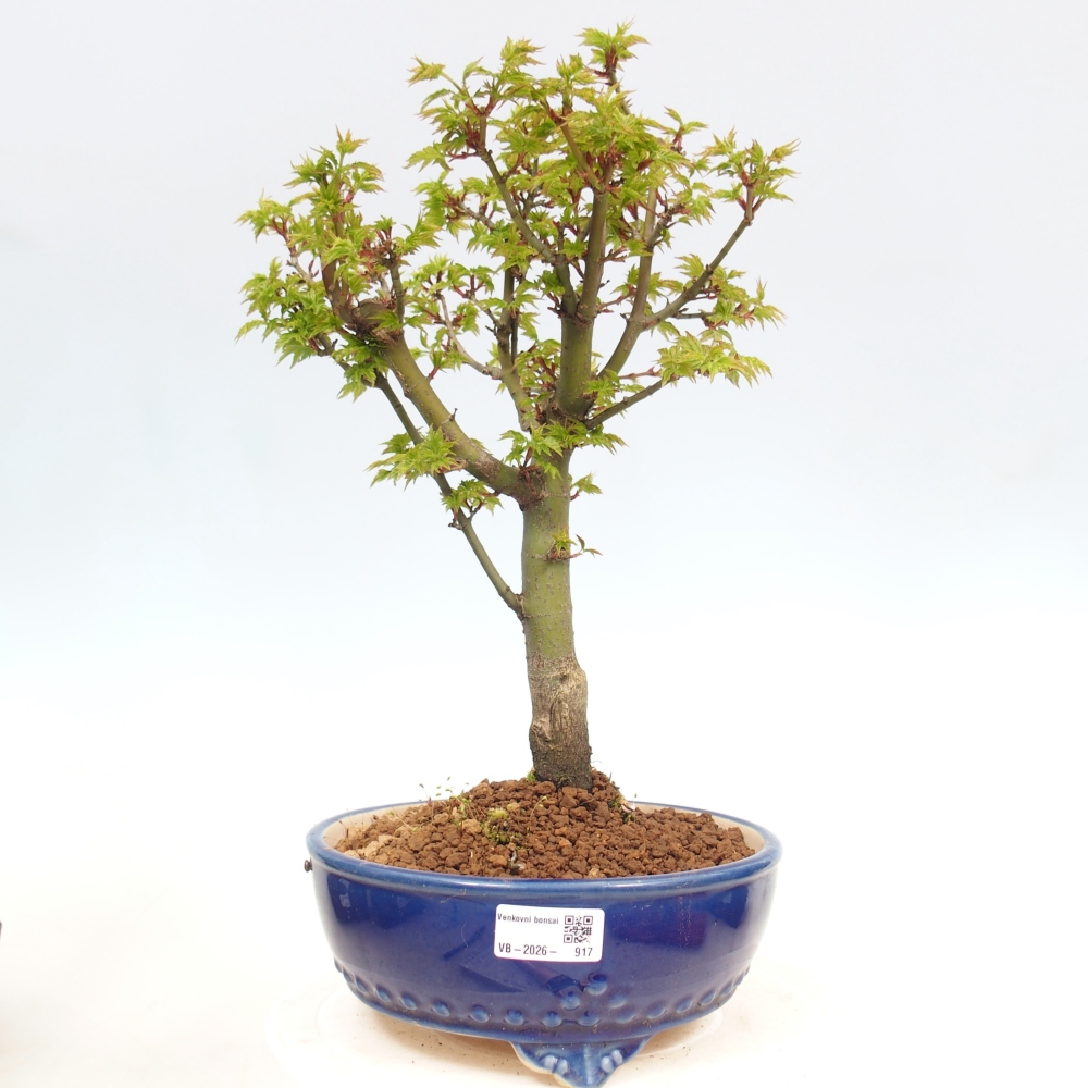 Kültéri bonsai -Javor pálma Acer palmatum Shishigashira