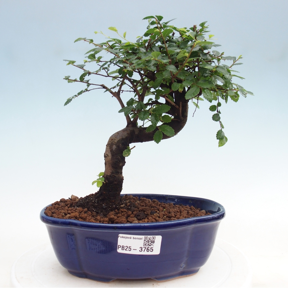 Szobai bonsai - Ulmus parvifolia - Kislevelű szilfa