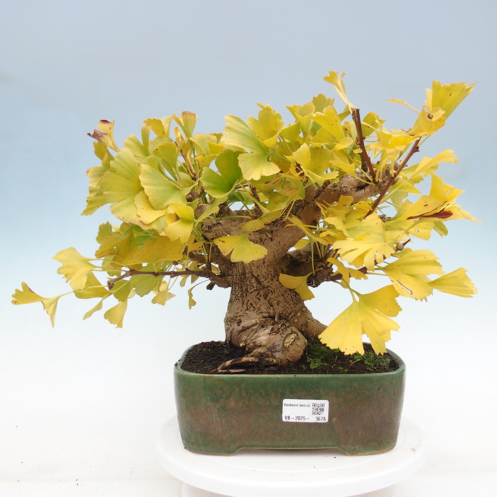 Kültéri bonsai - Ginkgo biloba - Ginkgo biloba