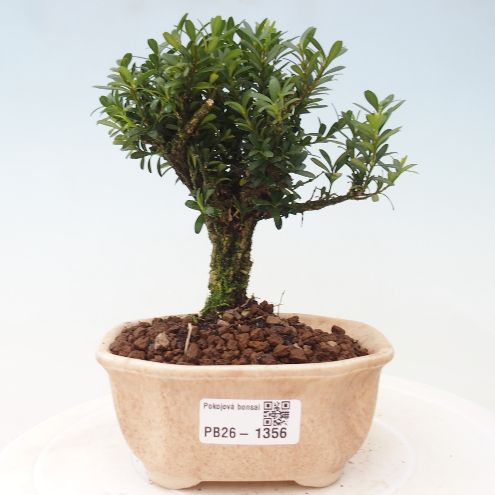 Szobai bonsai - Buxus harlandii - parafa buxus