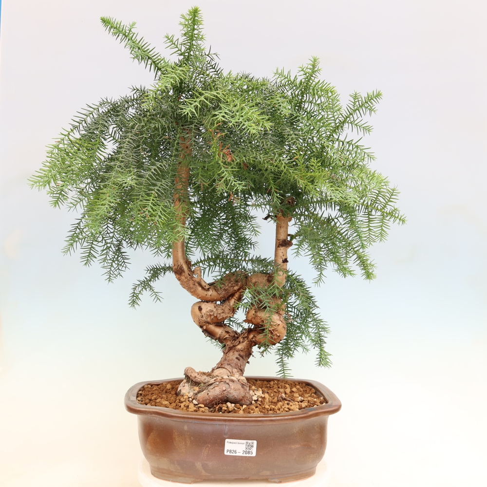 Szobai bonsai - Araucaria - szobai lucfenyő