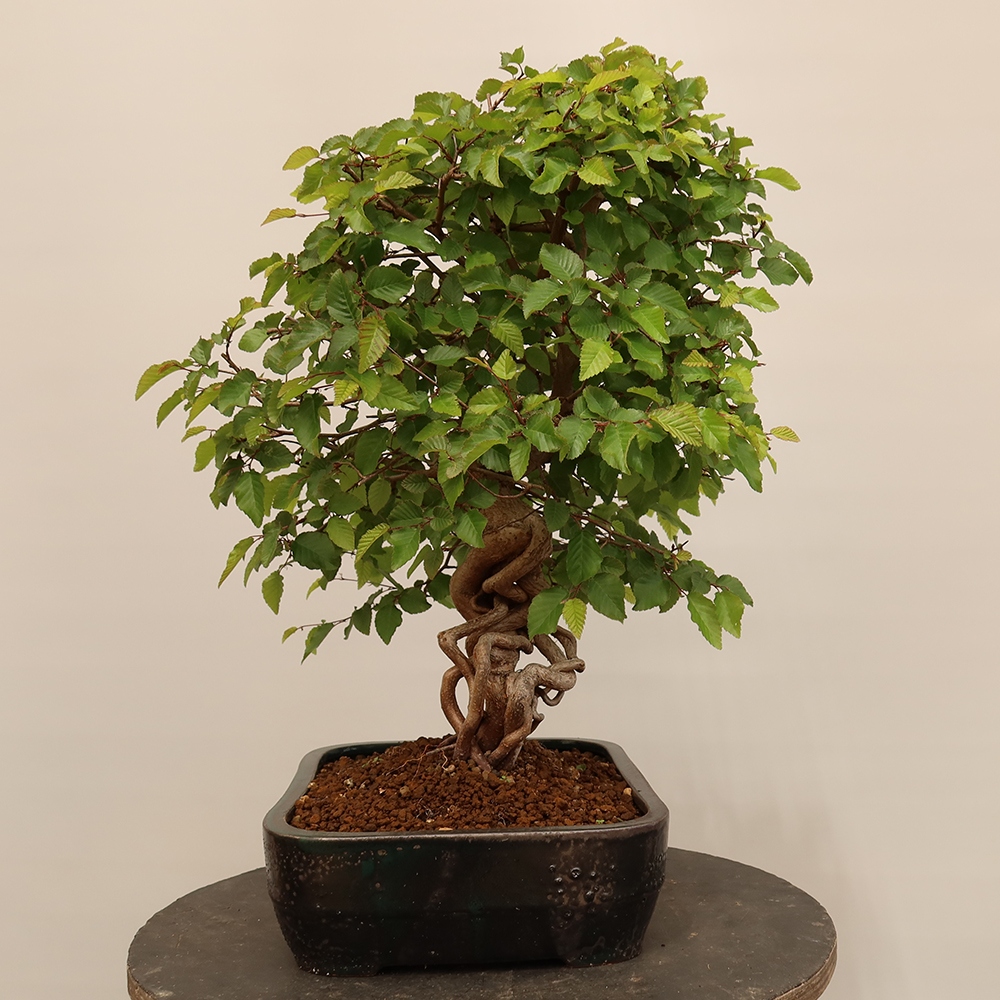 Kültéri bonsai -Carpinus Coreana - Koreai gyertyánfa