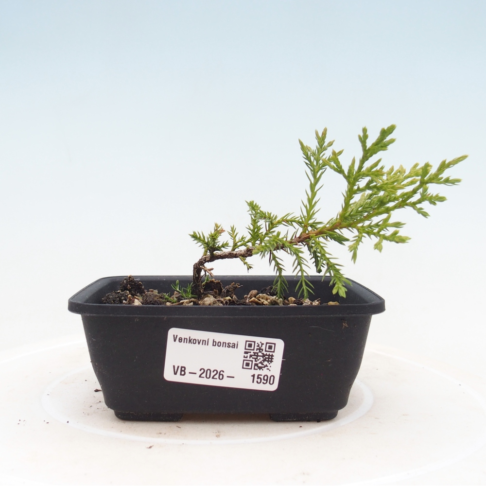 Kültéri bonsai - Juniperus chinensis Itoigawa