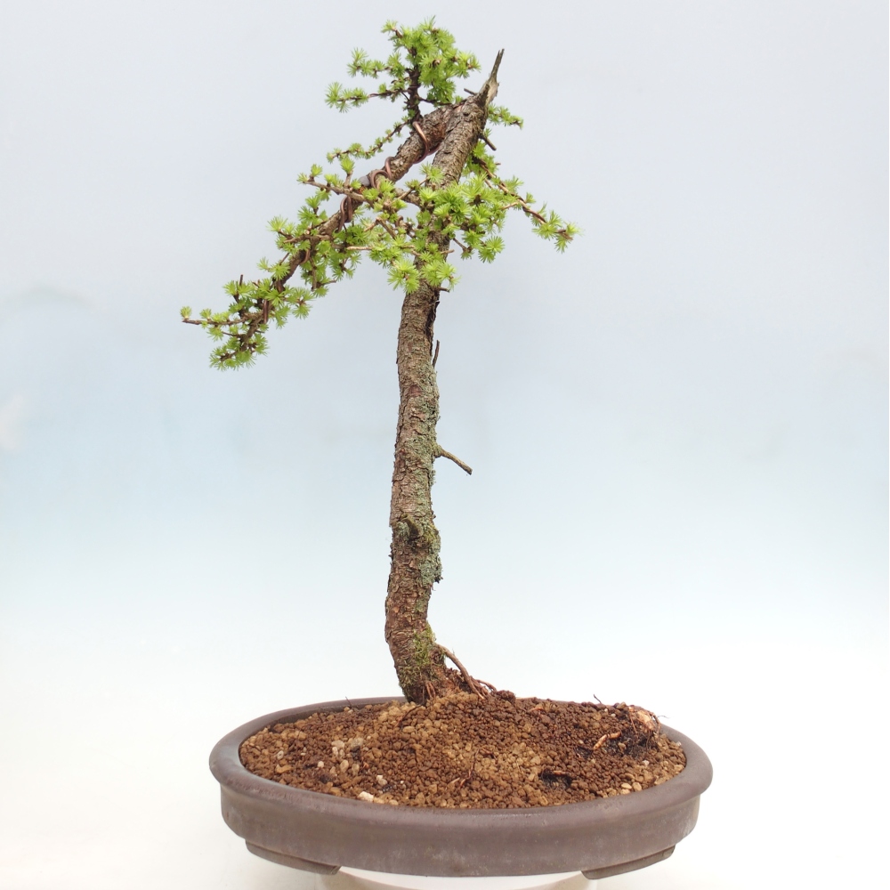 Kültéri bonsai -Larix decidua - vörösfenyő - Csak raklapon szállítható