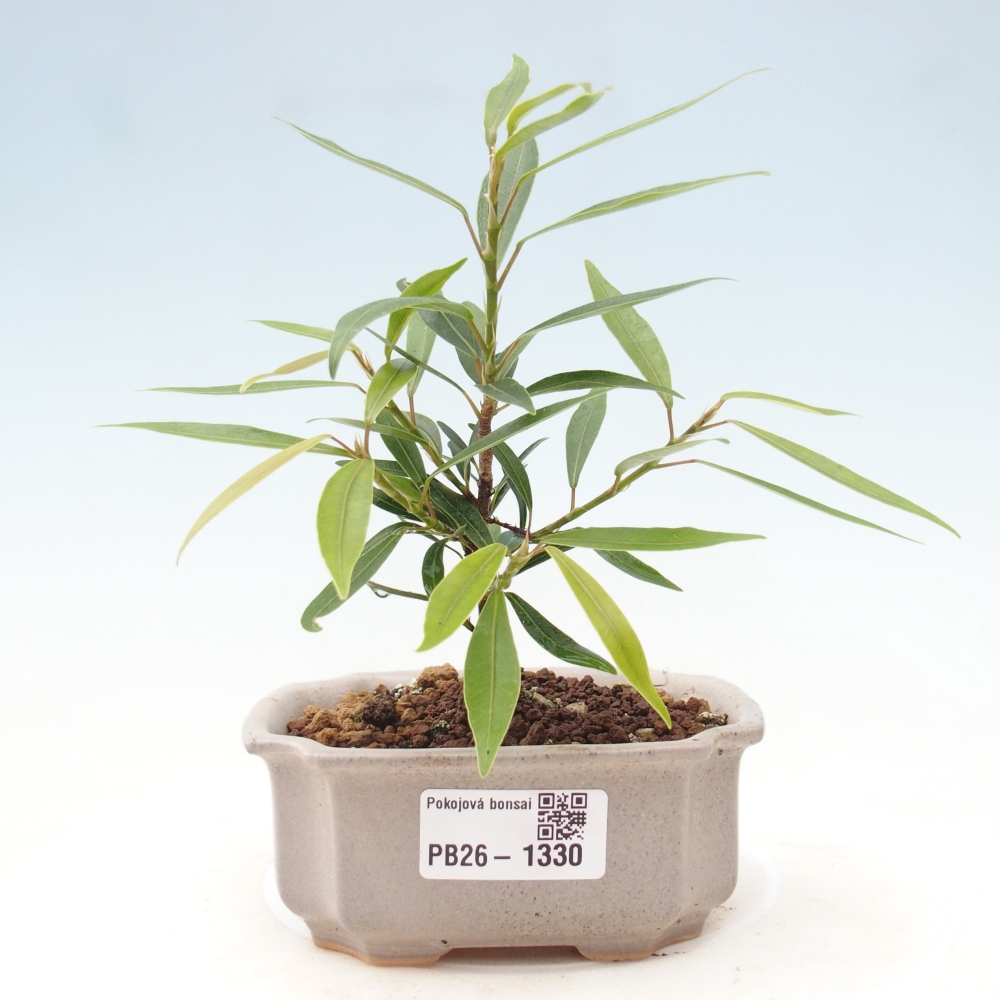 Szobai bonsai - Ficus nerifolia - kislevelű fikusz