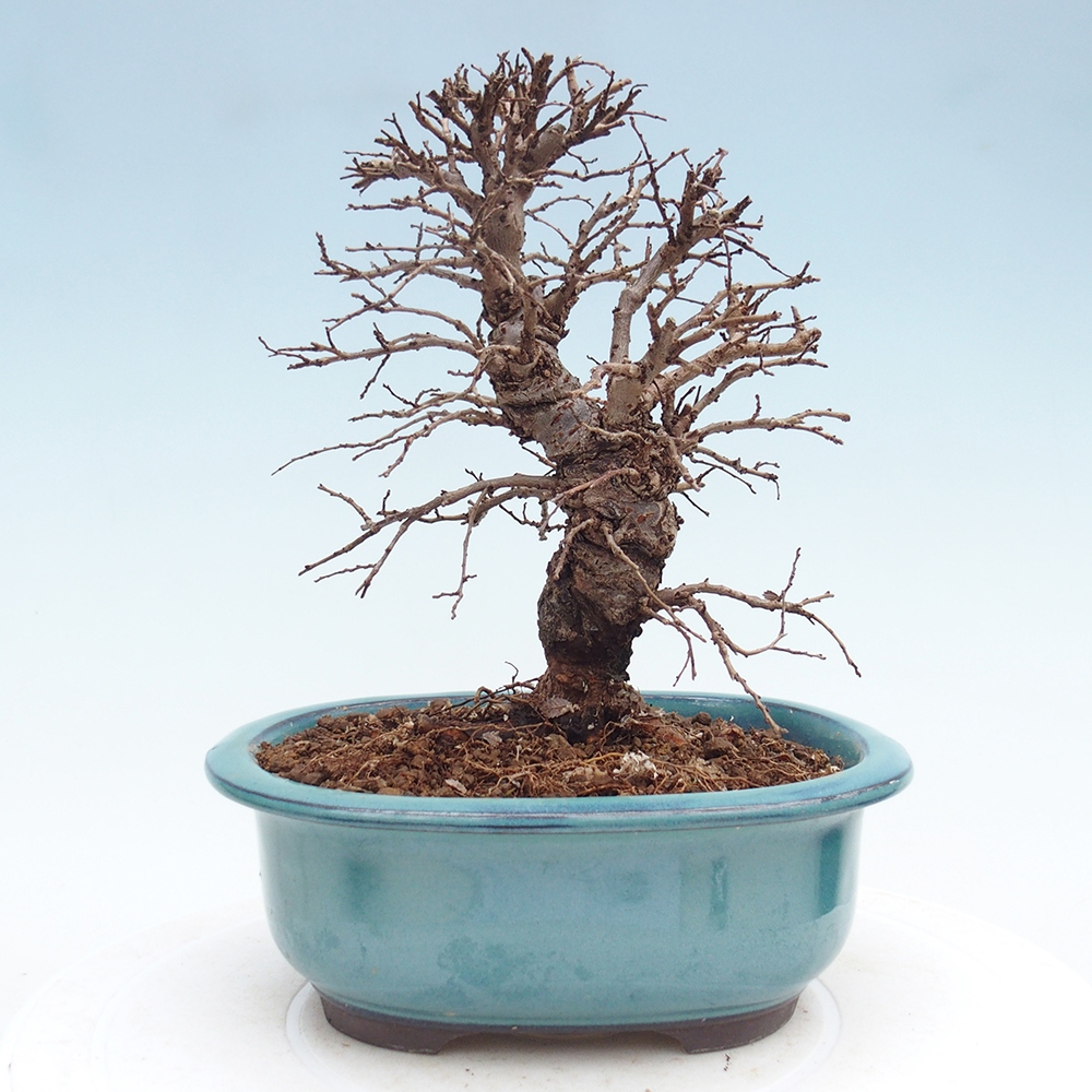 Kültéri bonsai - Zelkova - Zelkova NIRE