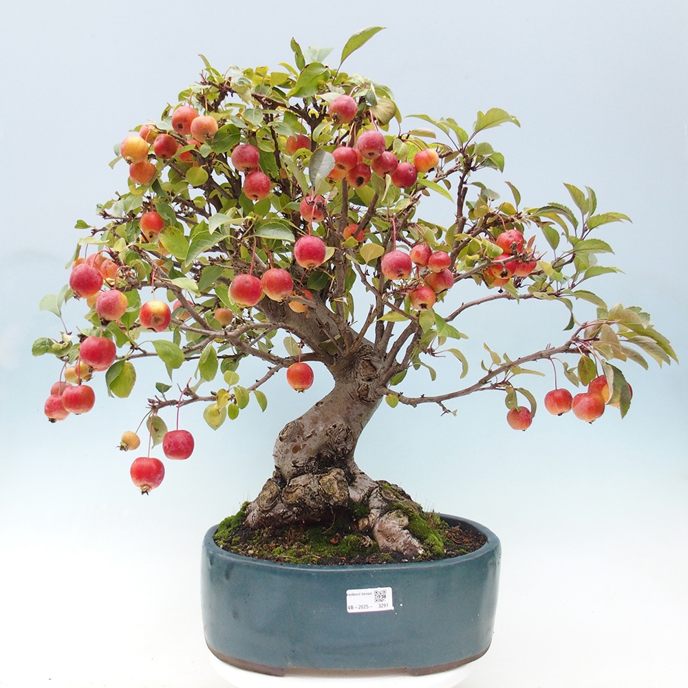 Kültéri bonsai -Malus halliana - Kis gyümölcsű almafa