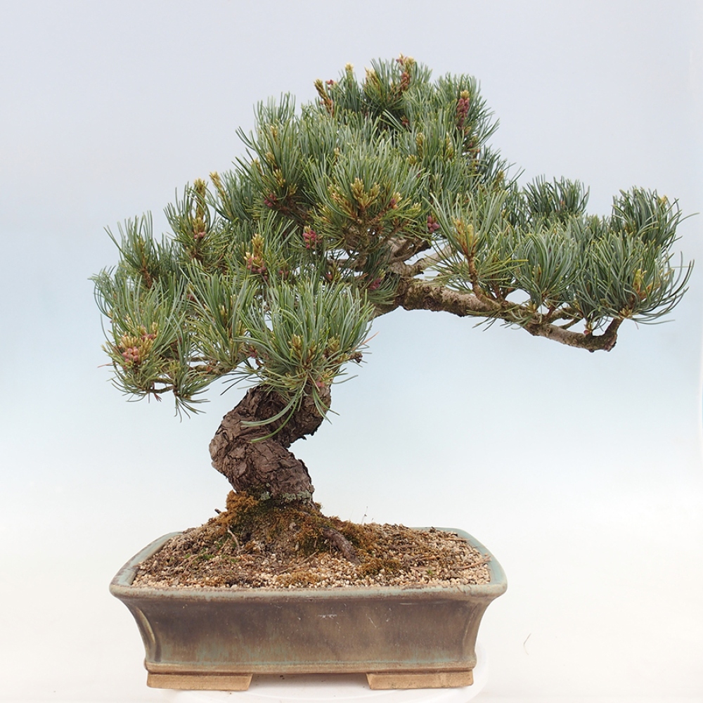Kültéri bonsai - Pinus parviflora - Pinus parviflora