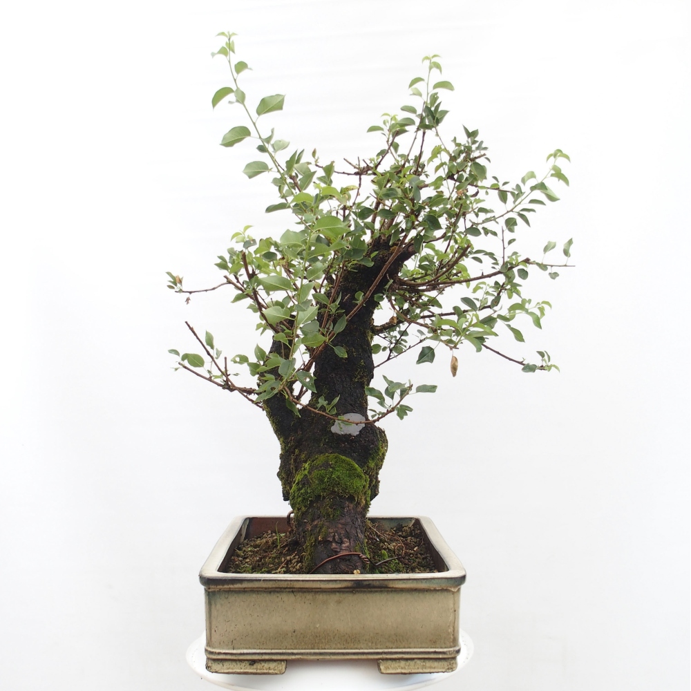 Kültéri bonsai - Mahalebka - Prunus mahaleb - Prunus mahaleb