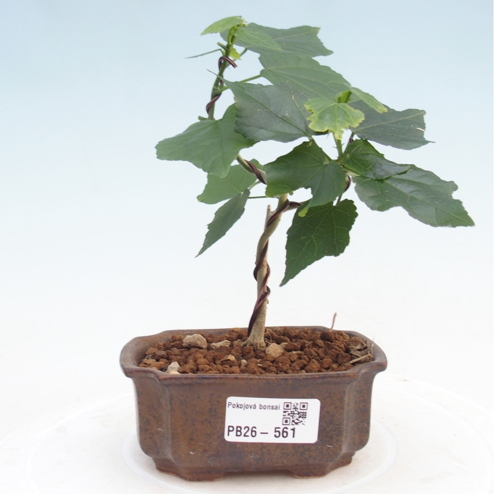 Beltéri bonsai - Malvaviscus arboreus