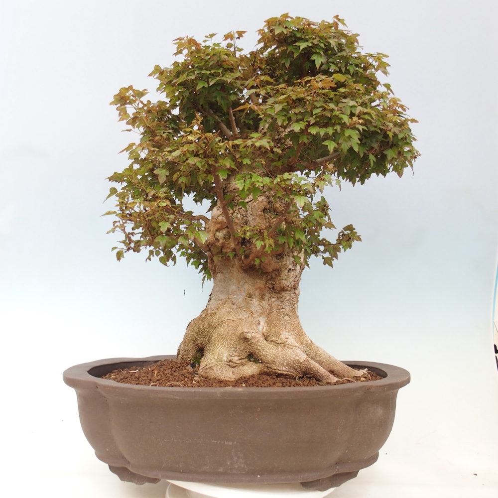 Kültéri bonsai - Acer Buergerianum - Burger juhar
