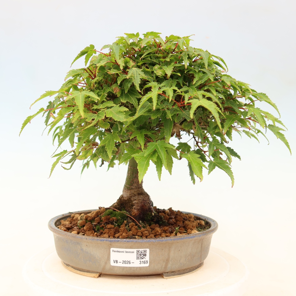 Acer palmatum KIOHIME - Pálma juhar