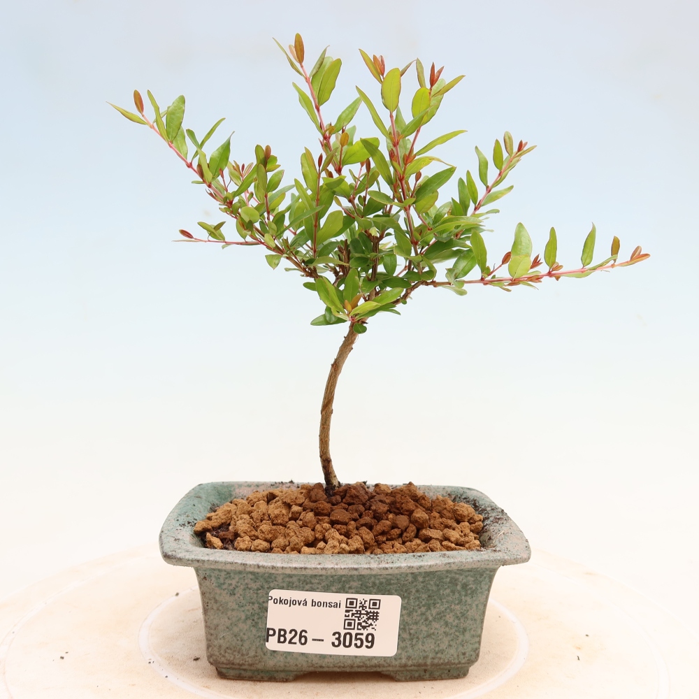 Szobai bonsai-PUNICA granatum nana-gránátalma