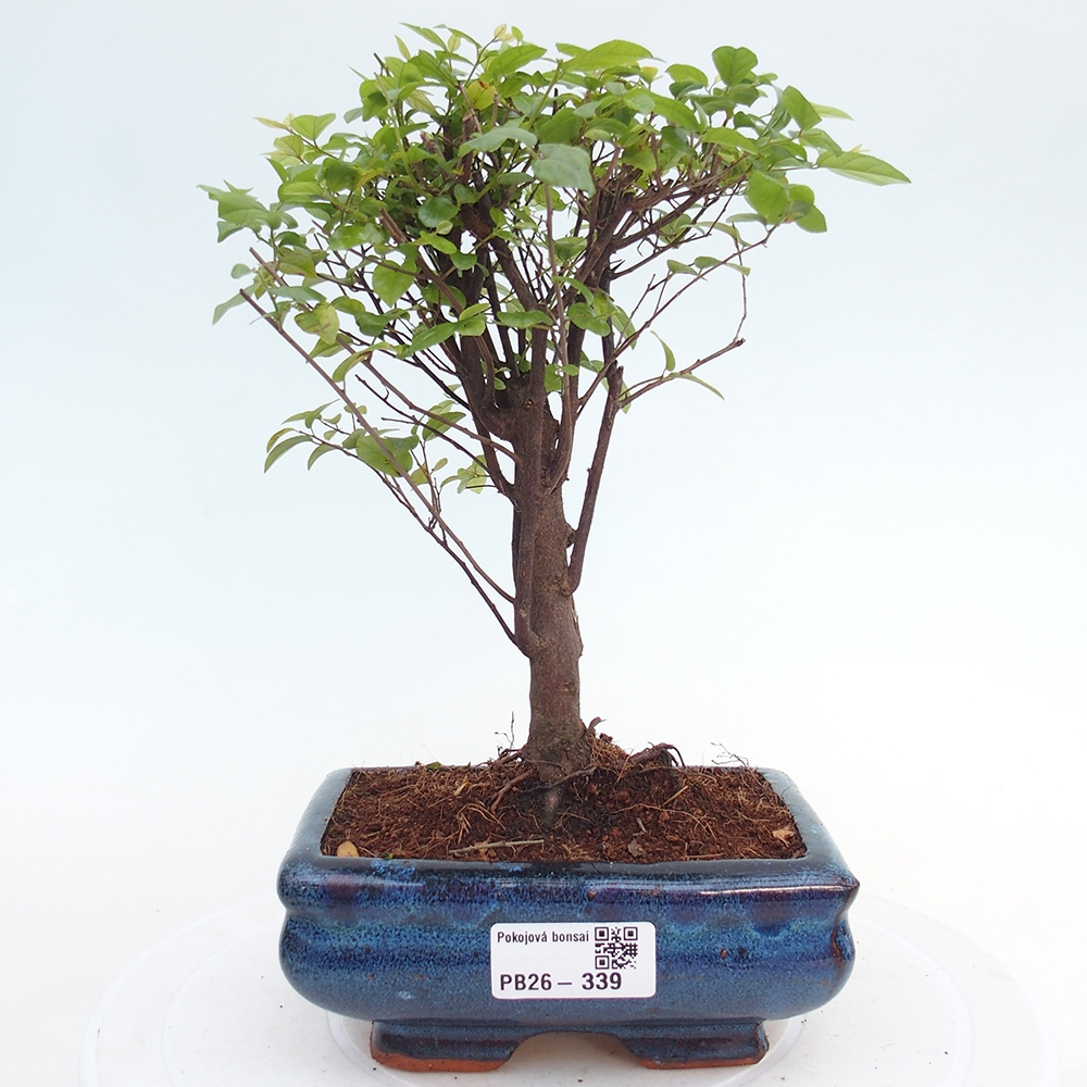 Szobai bonsai - Sageretia thea - Sageretia thea