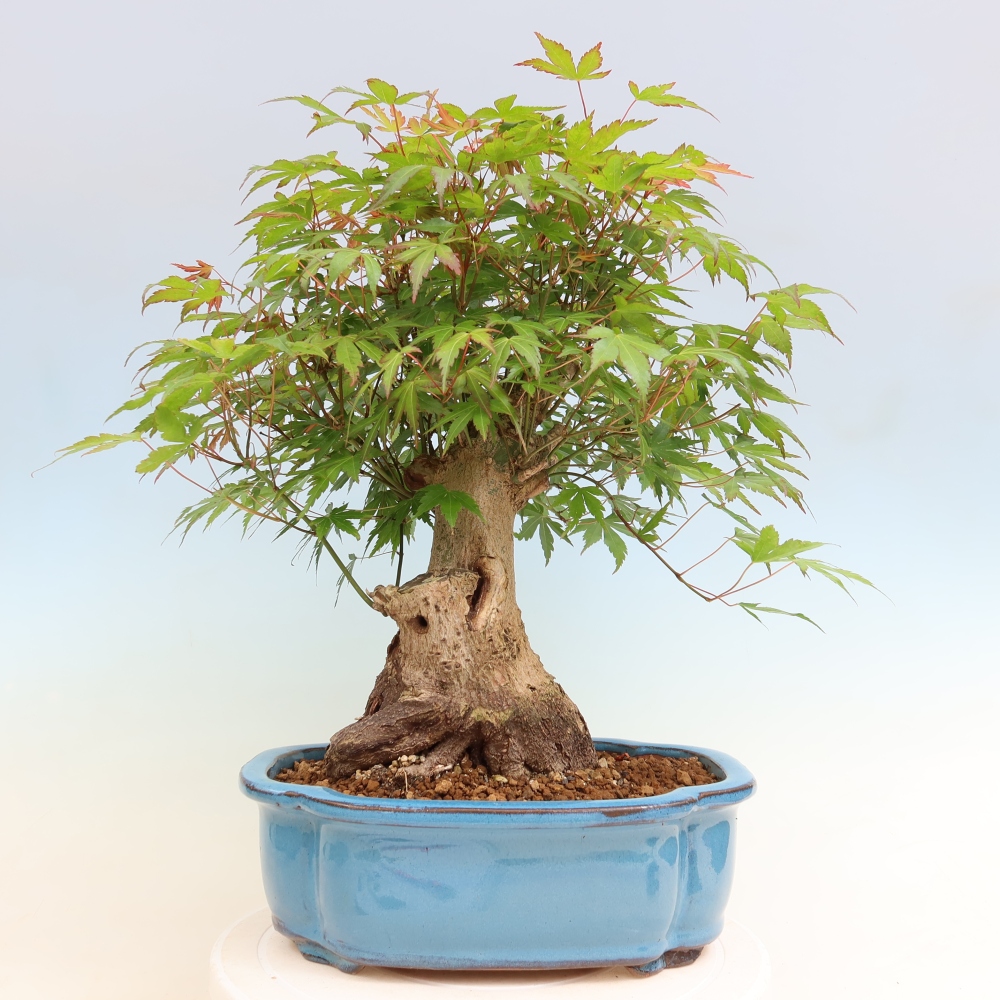 Kültéri bonsai - Juhar Burger - Acer Burgerianum