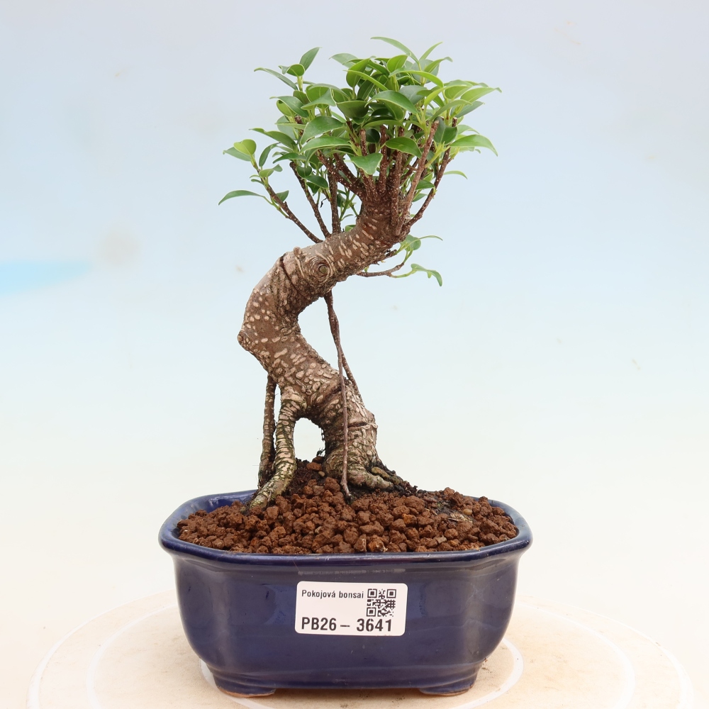 Szobai bonsai - Ficus kimmen - kislevelű fikusz