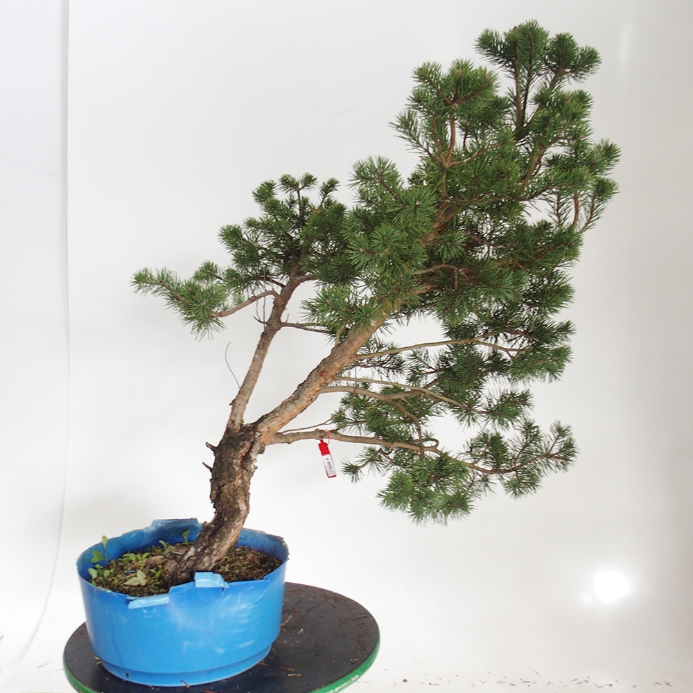 Yamadori - Pinus sylvestris Spanyolország