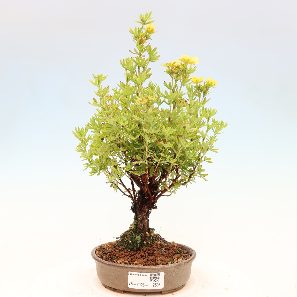 Kültéri bonsai - Potentila fruticosa