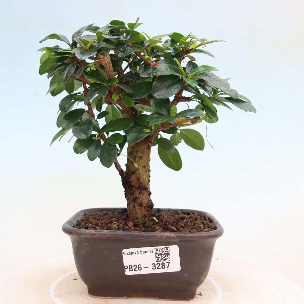 Szobai bonsai - Carmona macrophylla - Tea fuki