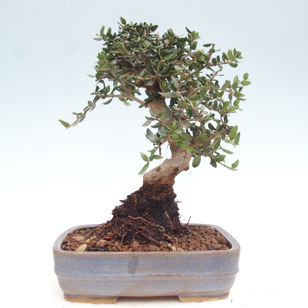Beltéri bonsai - Olea europaea sylvestris