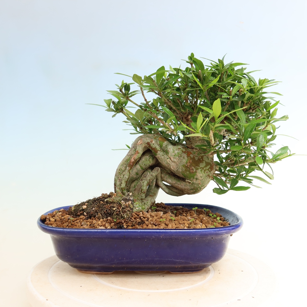 Szobai bonsai - Gardenia jasminoides-Gardenia