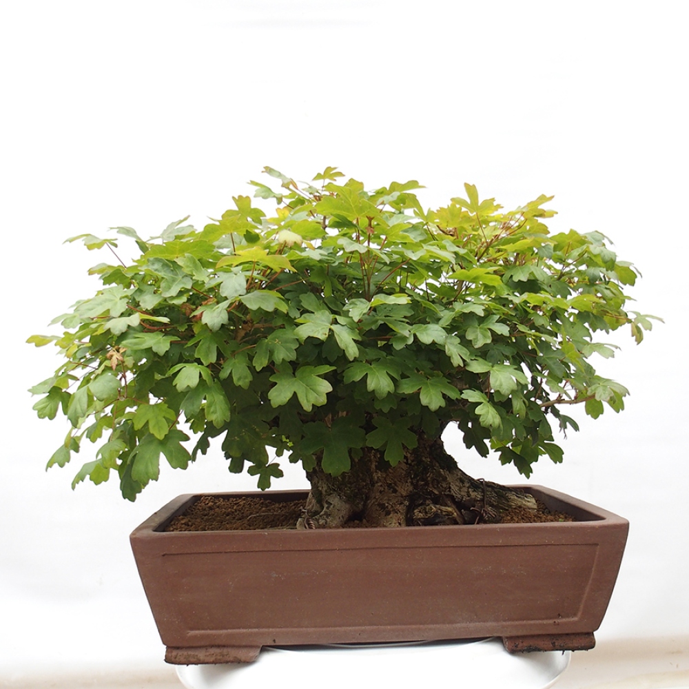 Kültéri bonsai -Javor babyka - Acer campestre