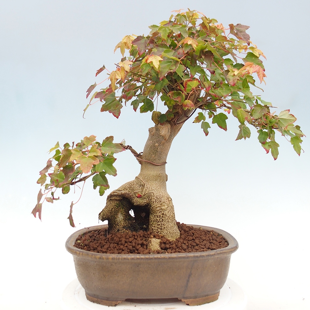 Kültéri bonsai - Acer Buergerianum - Burger juhar