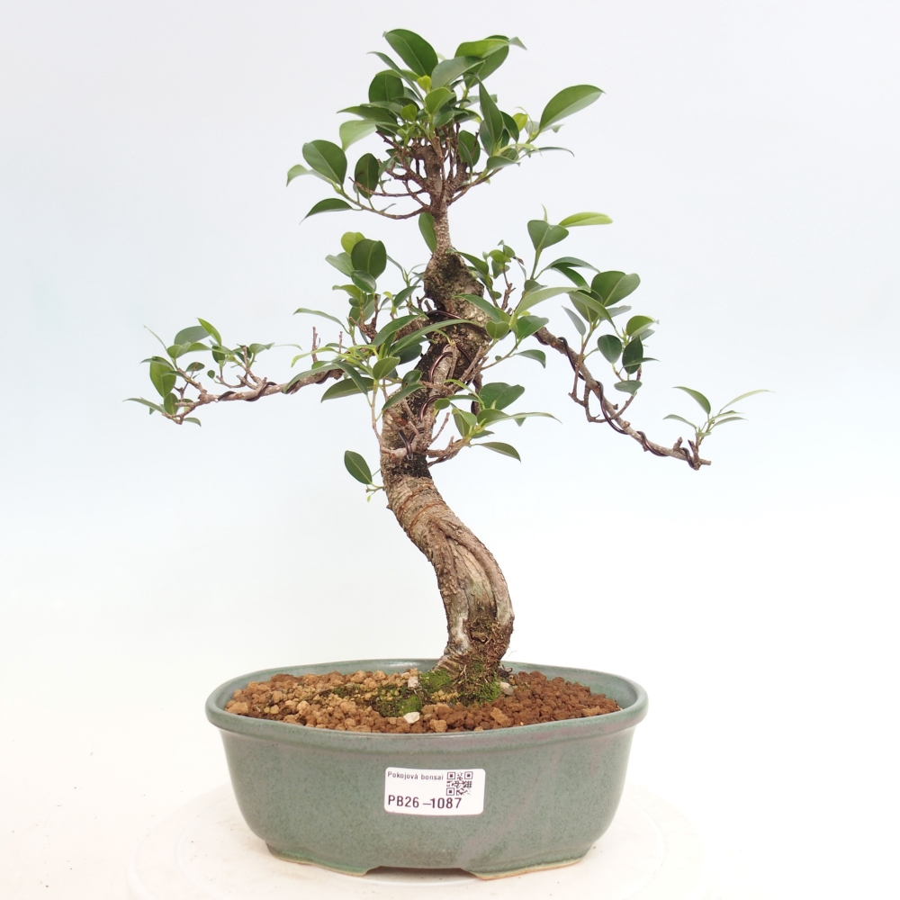Szobai bonsai - Ficus retusa - kislevelű fikusz