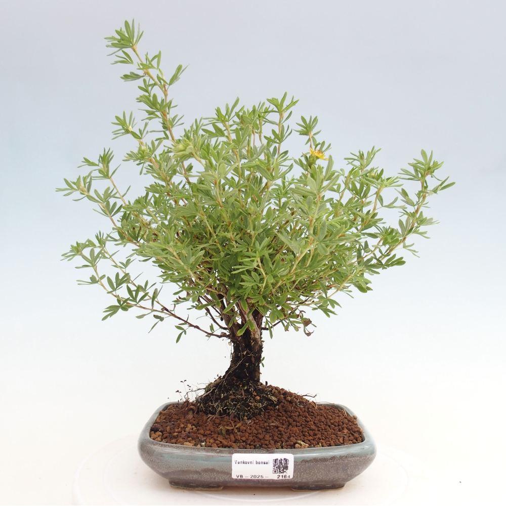 Kültéri bonsai - Potentila fruticosa sárga Bird