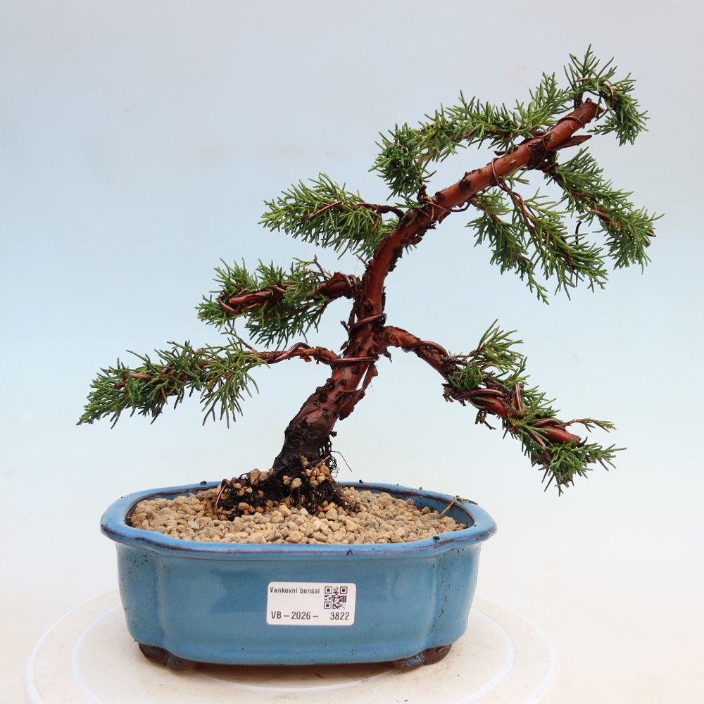 Kültéri bonsai - Juniperus chinensis Kishu
