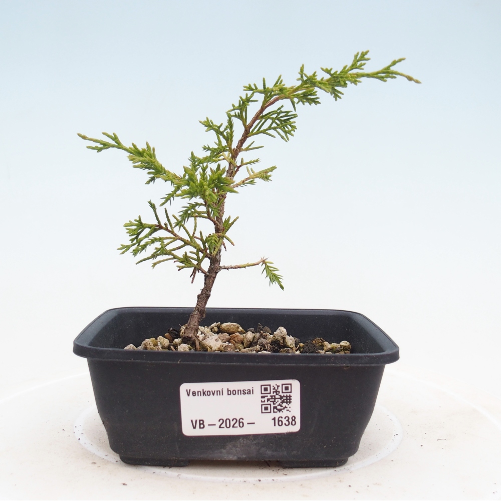 Kültéri bonsai - Juniperus chinensis Itoigawa