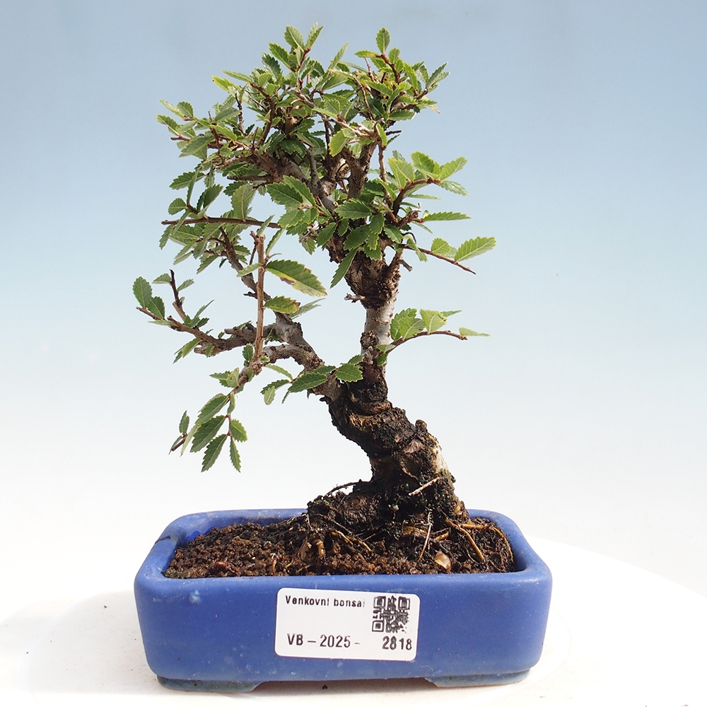 Kültéri bonsai - Zelkova - Zelkova NIRE