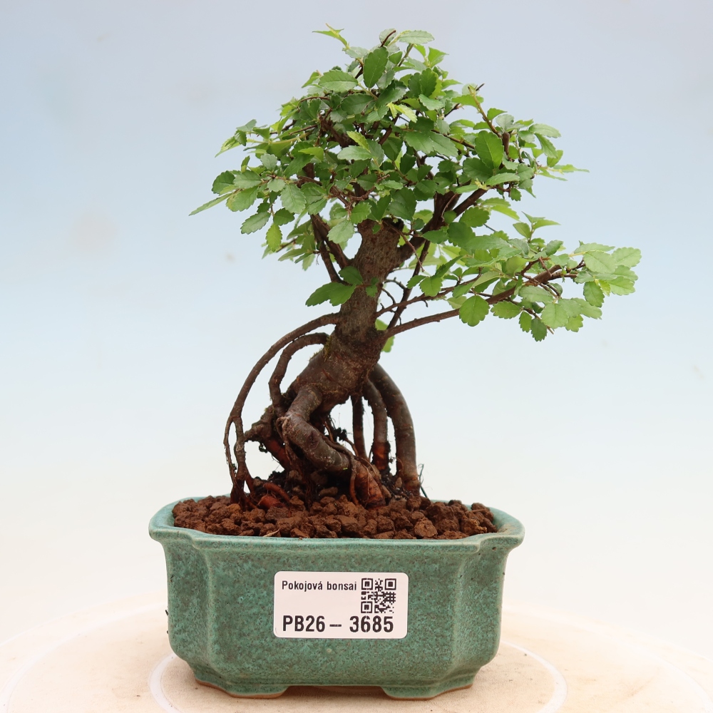 Szobai bonsai - Ulmus parvifolia - Kislevelű szilfa