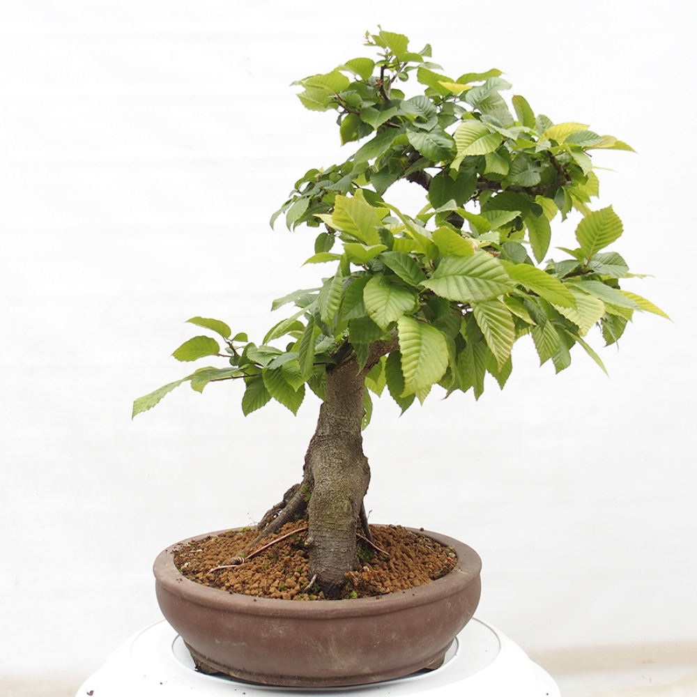 Kültéri bonsai - gyertyán - Carpinus betulus