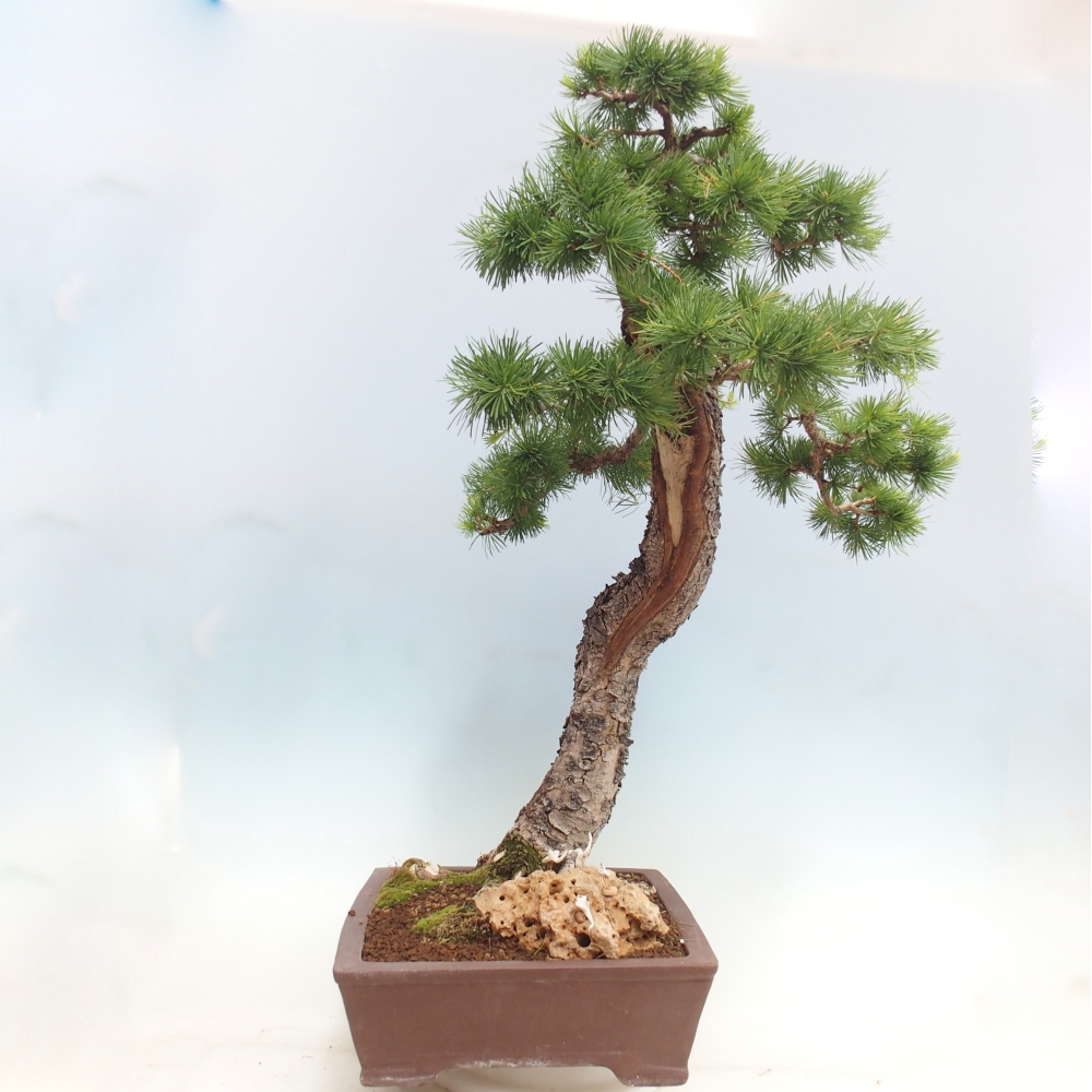Kültéri bonsai - Larix decidua - vörösfenyő