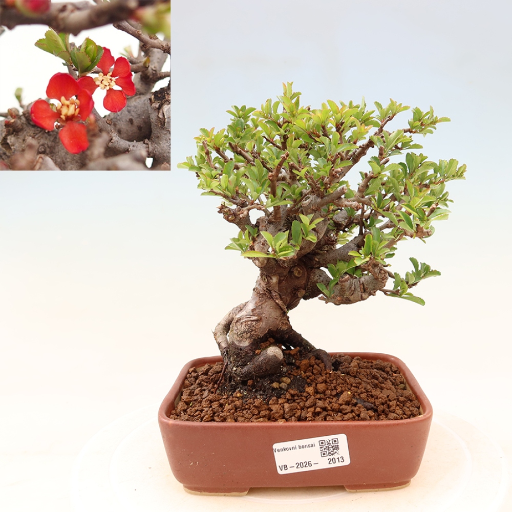 Kültéri bonsai - Chaneomeles speciosa Chojubai