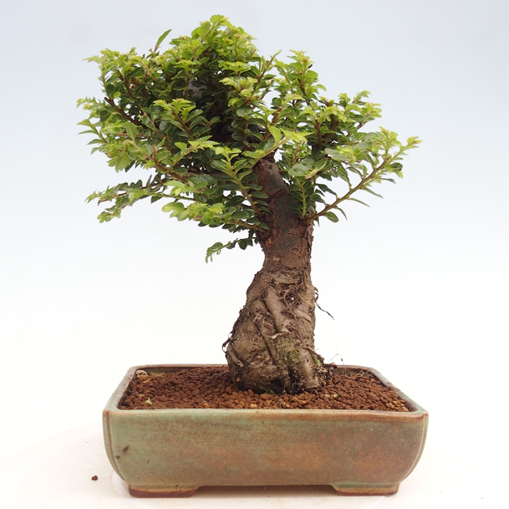 Kültéri bonsai - Ulmus parvifolia Hokkaido - Kínai szil - Ulmus parvifolia Hokkaido
