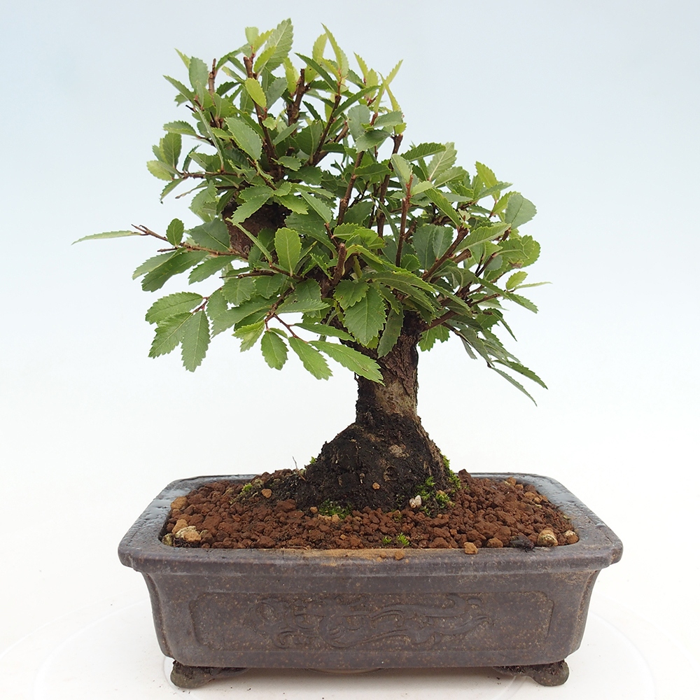 Kültéri bonsai - Zelkova - Zelkova NIRE