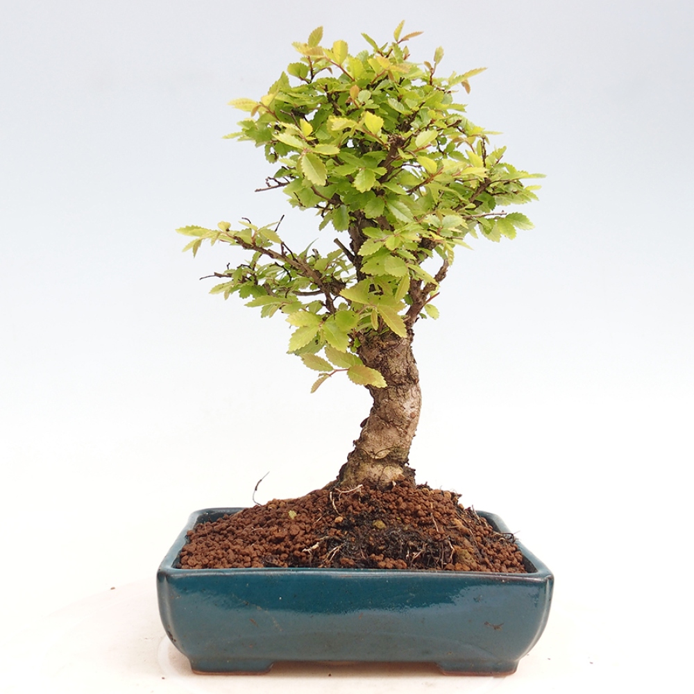 Kültéri bonsai - Zelkova - Zelkova NIRE