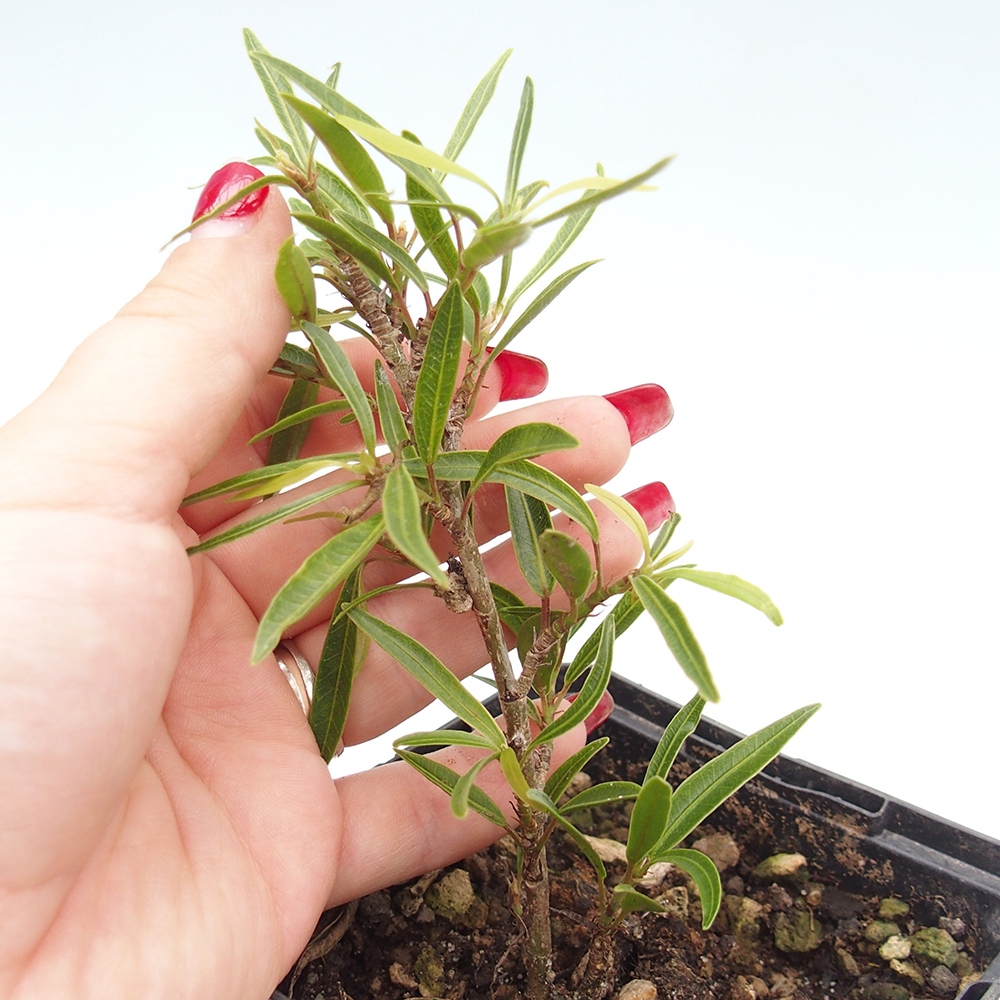 Szobai bonsai - Ficus nerifolia - kis levelű fikusz konténerben