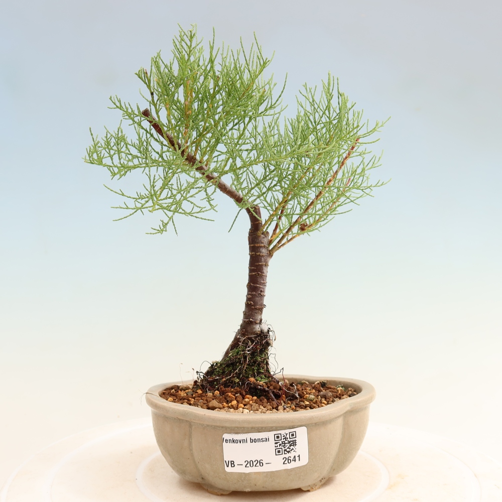 Kültéri bonsai - Tamariszkusz - Tamarix