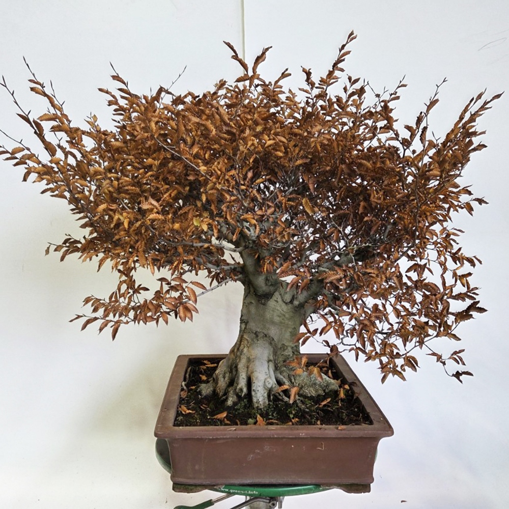Kültéri bonsai - Fagus crenata