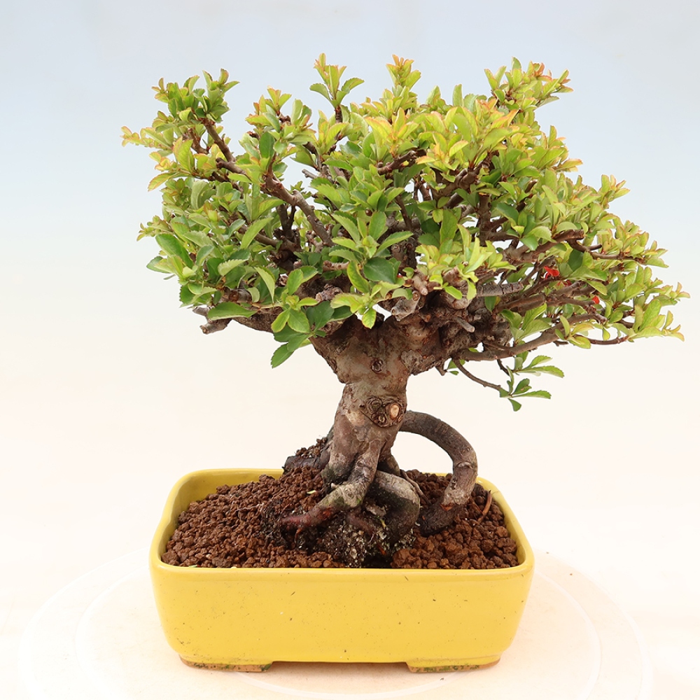Kültéri bonsai - Chaneomeles speciosa Chojubai
