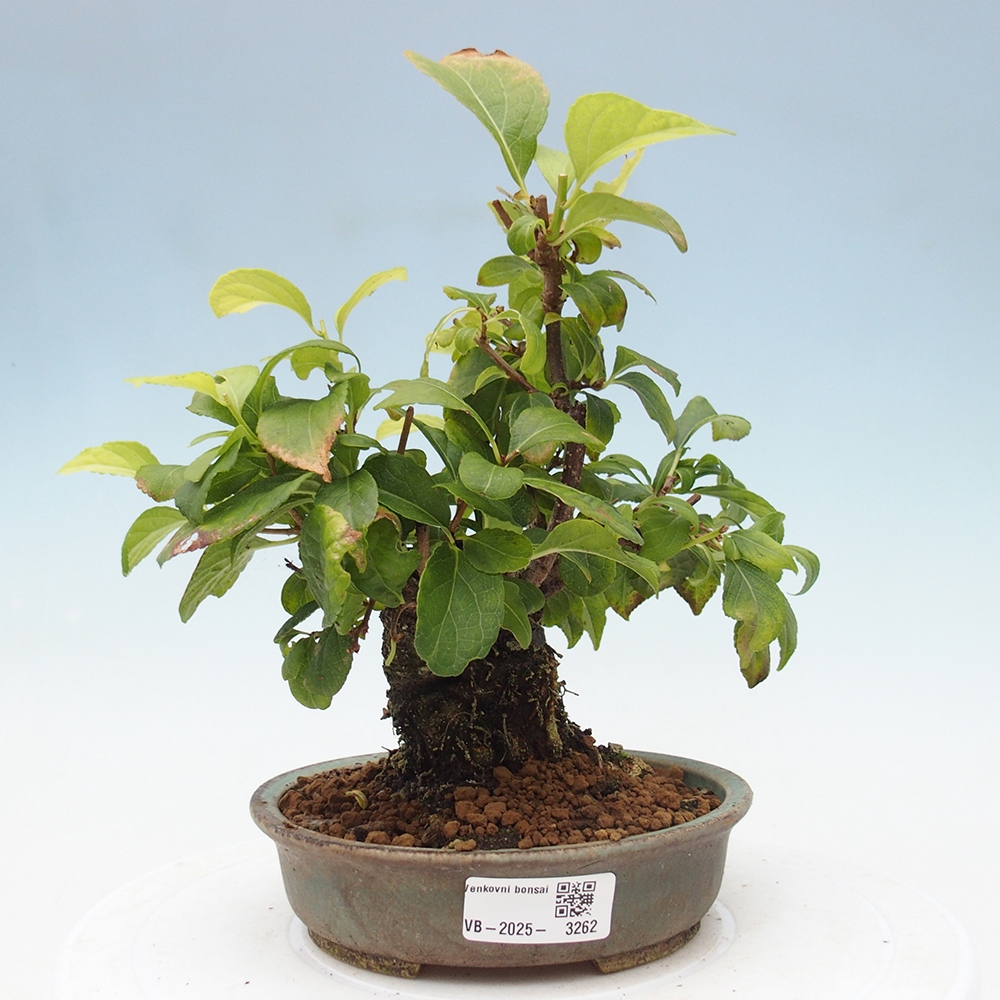 Kültéri bonsai - Celastrus orbiculatus