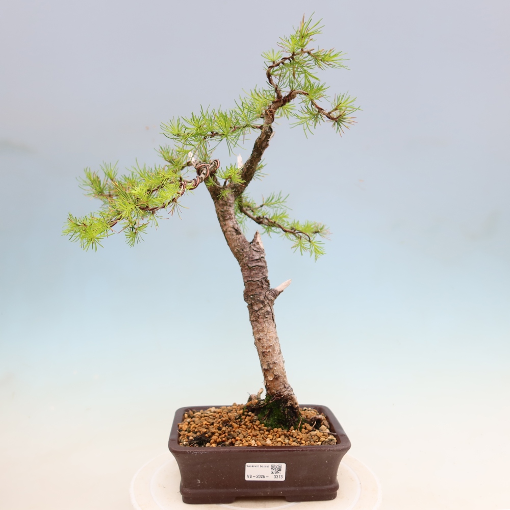 Kültéri bonsai - Larix decidua - vörösfenyő