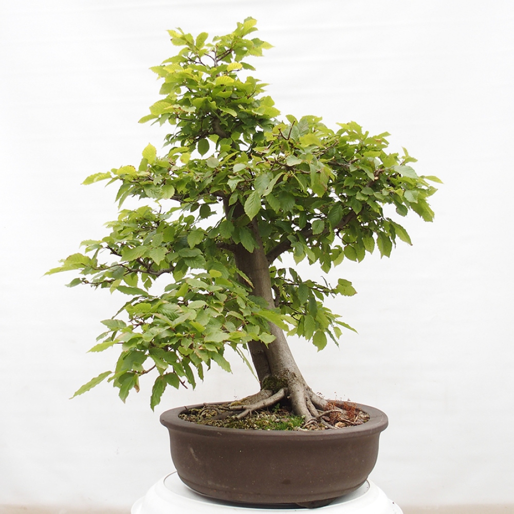 Kültéri bonsai - gyertyán - Carpinus betulus