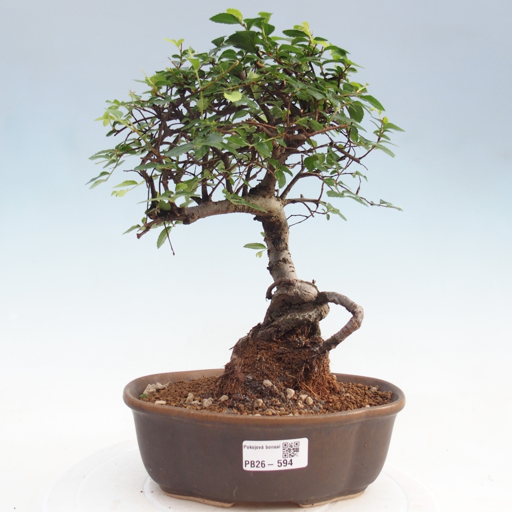 Szobai bonsai - Ulmus parvifolia - Kislevelű szilfa